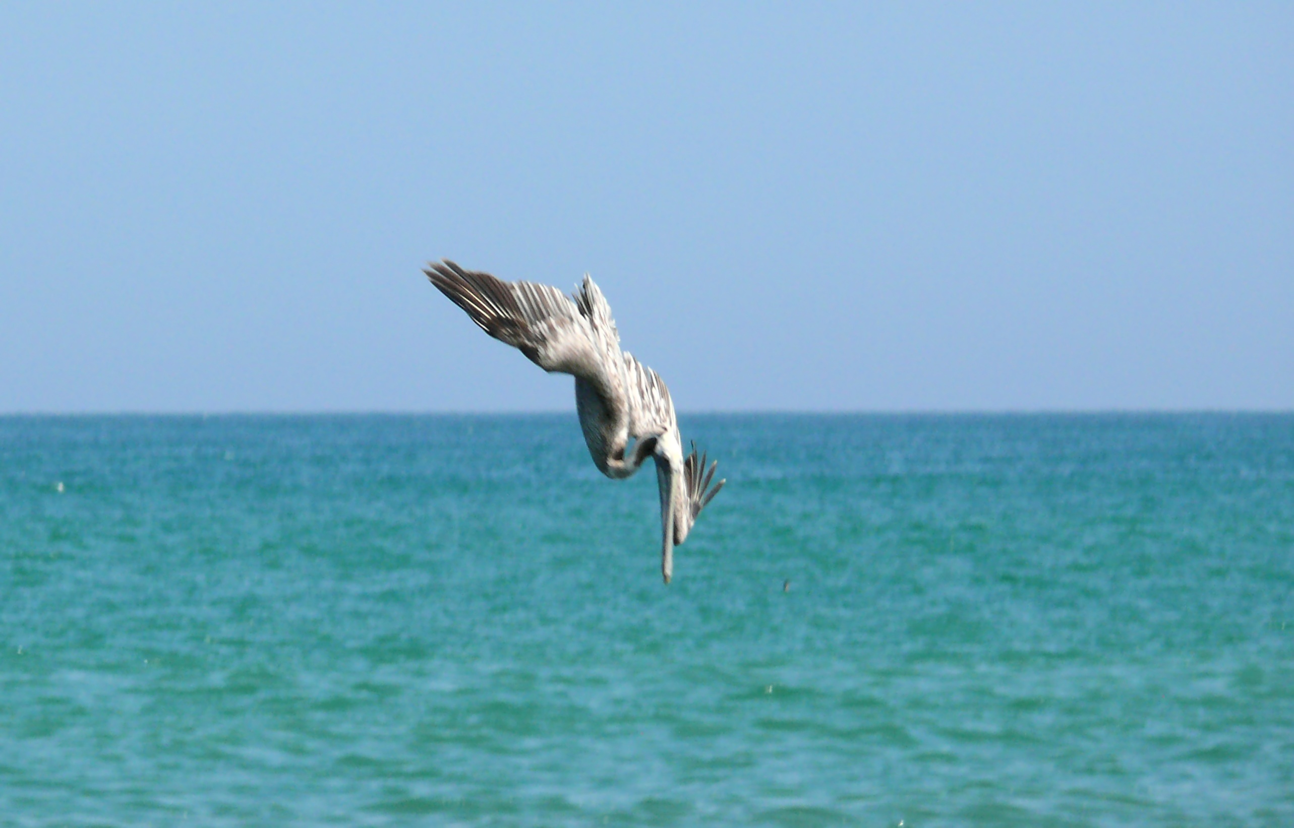 Sea birds dive bombing the fish Mancora, Peru